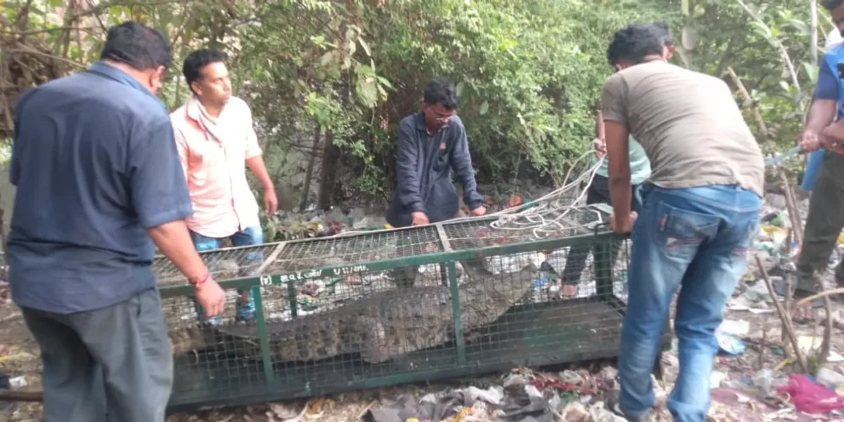 GSPCA and Social Forestry department team caught six foot crocodile from Karelibaug Tulsiwadi area in Vadodara