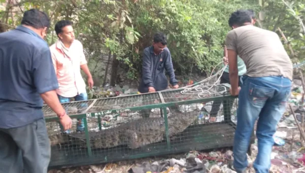 GSPCA and Social Forestry department team caught six foot crocodile from Karelibaug Tulsiwadi area in Vadodara