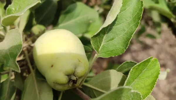 Karjan farmer planted fruits of cold region in the warm climate of Vadodara district