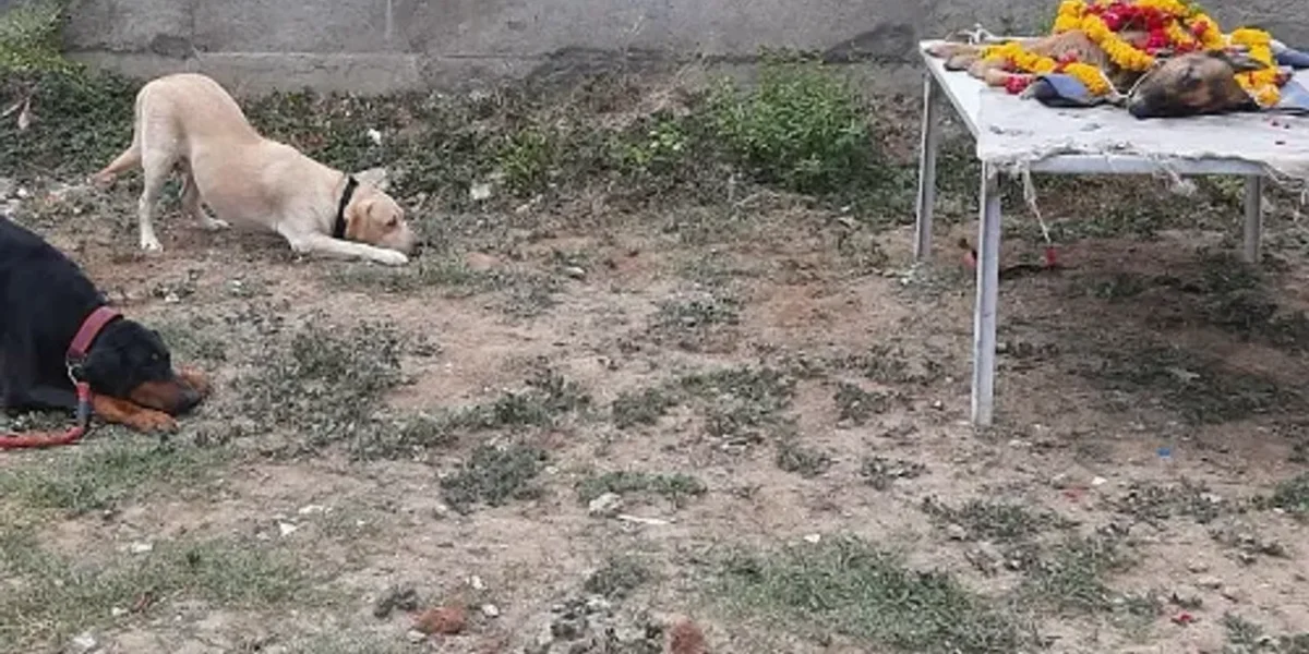 Final salute to Vadodara police sniffer dog ‘Meena’ the German Shepherd