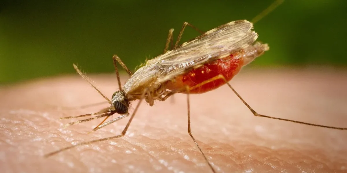 Significant reduction in malaria cases in Vadodara district as only 21 cases reported in the year 2020