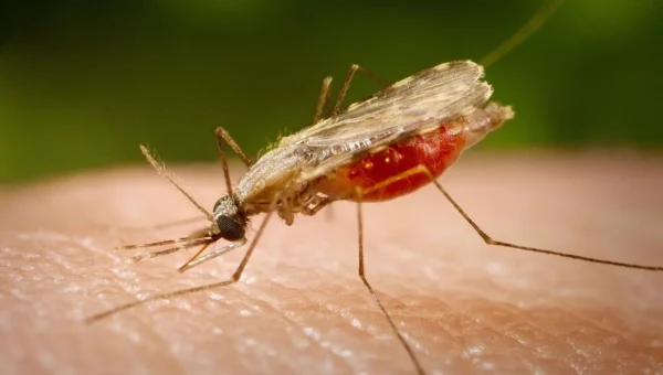 Significant reduction in malaria cases in Vadodara district as only 21 cases reported in the year 2020