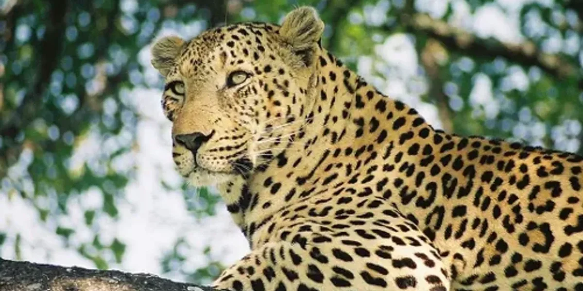 Leopard killed after knocked down by an unknown vehicle on Halol Vadodara highway