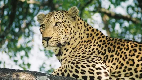 Leopard killed after knocked down by an unknown vehicle on Halol Vadodara highway
