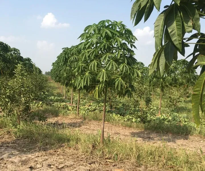 Karjan farmer is raising dried fruit almond orchards to improve the farming environment