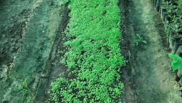 Forest Department will celebrate World Environment Day in a very unique way