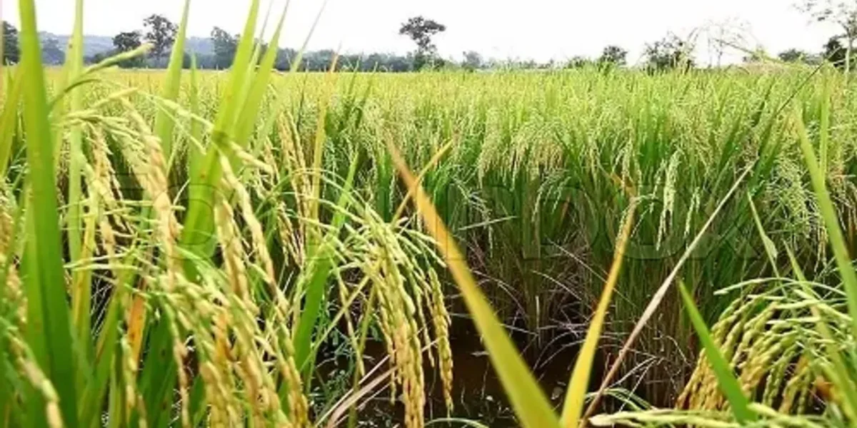 Centre approves increase in MSP for all mandated Kharif crops for marketing season 2021-22