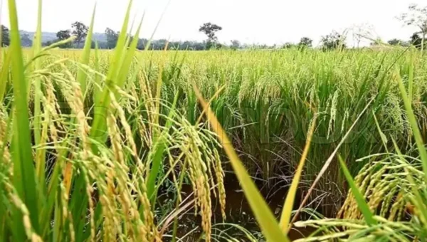 Centre approves increase in MSP for all mandated Kharif crops for marketing season 2021-22