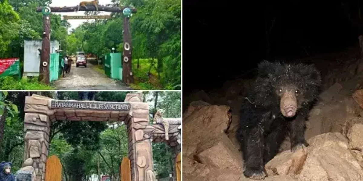 Population of wild animals has increased in two sanctuaries of Central Gujarat