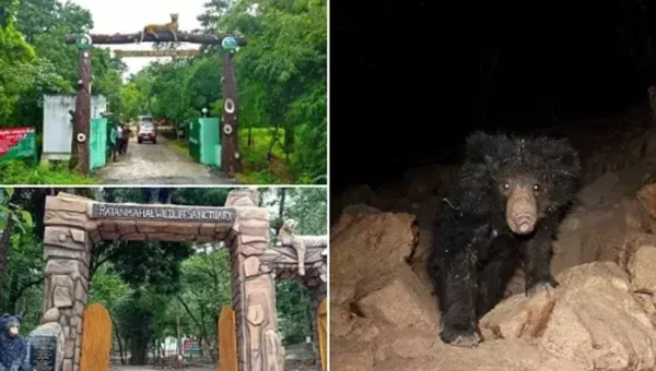 Population of wild animals has increased in two sanctuaries of Central Gujarat