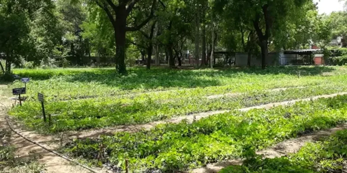 Department of Botany, Faculty of Science, MS University, Vadodara assigned project to raise Giloy seedlings under national campaign “Amrita for Life”