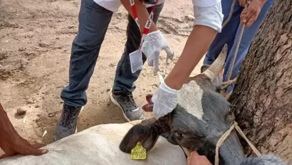 Free treatment of animals through mobile veterinary clinics in Vadodara district in the last year