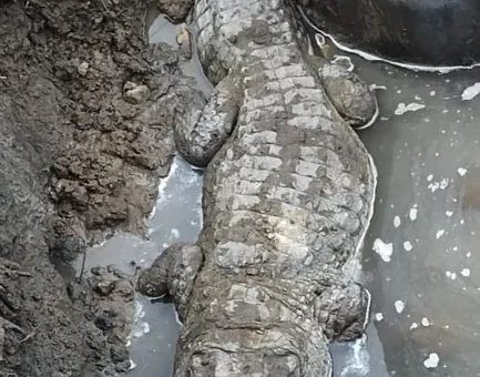 12-foot crocodile rescued from a pit of under construction bridge in Vadodara