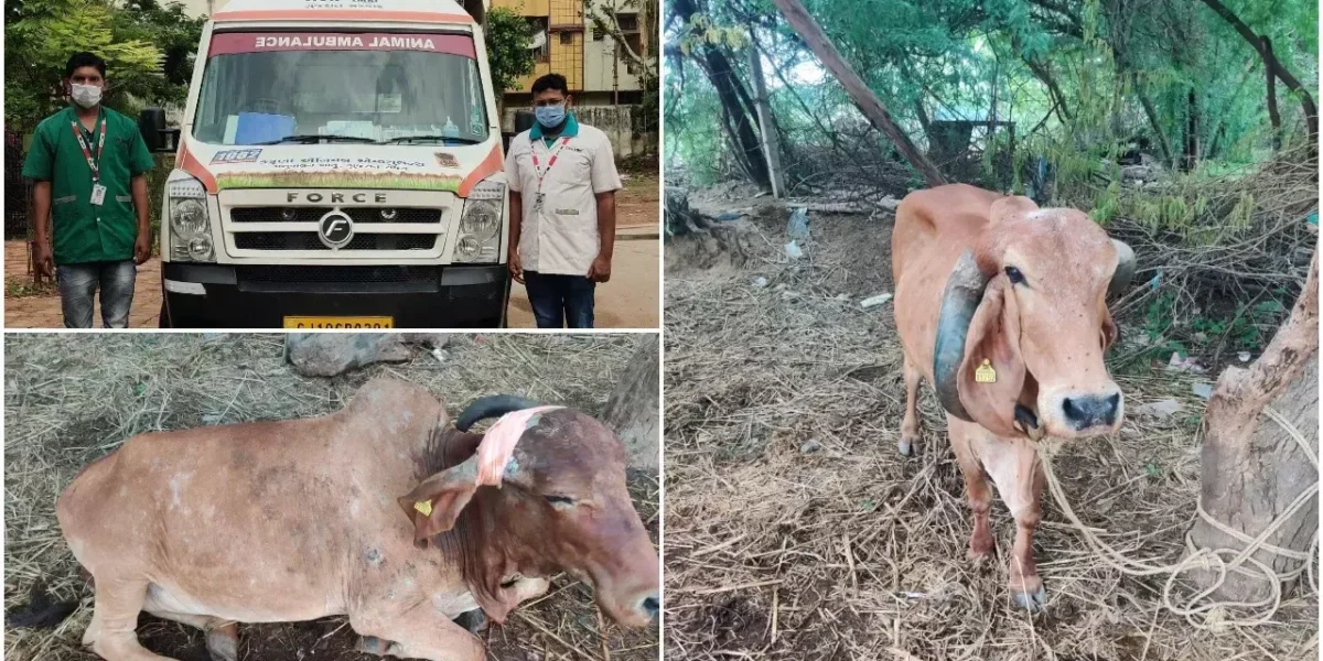 Vadodara karuna ambulance saved life of a cow suffering from its own horns