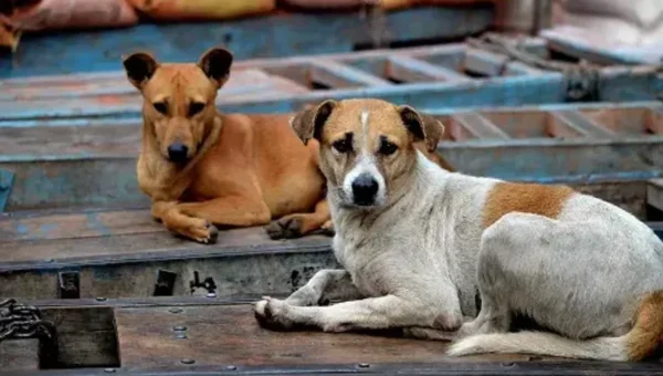 Stray dog menance in a society in Nizampura area of Vadodara