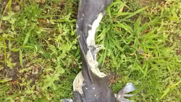 Two big fish found dead inside historical Sursagar lake in Vadodara