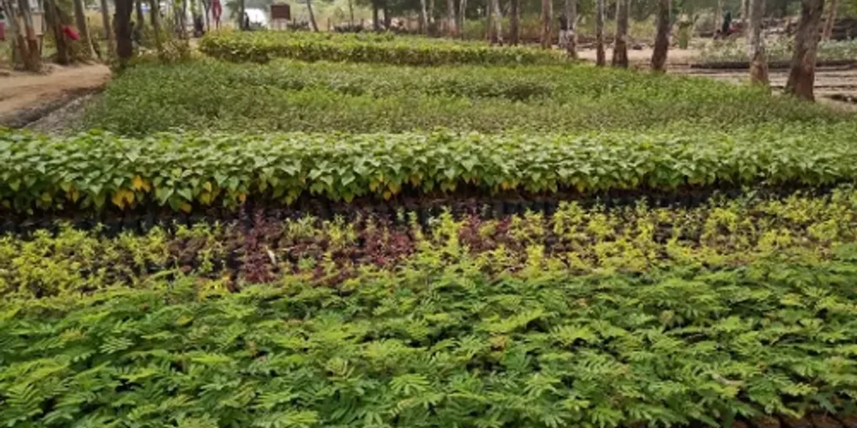 Rashi- Nakshatra Forest is being prepared by Vadodara Forest Department as part of unique effort