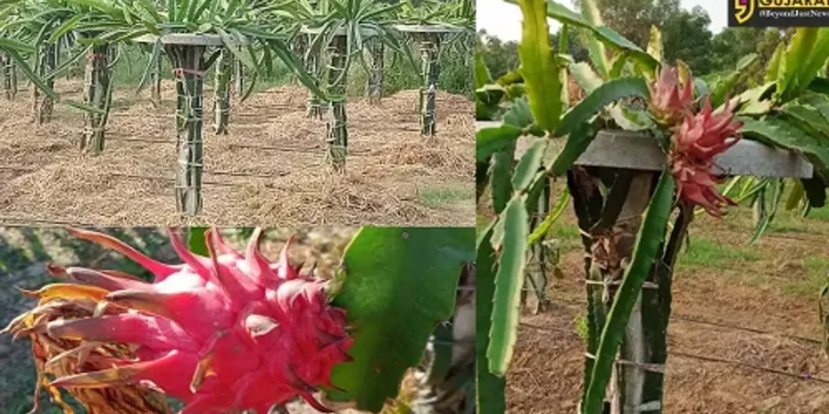 Commencement of assistance to farmers through Horticulture Department under the National Agricultural Development Scheme for cultivation of Dragon Fruit