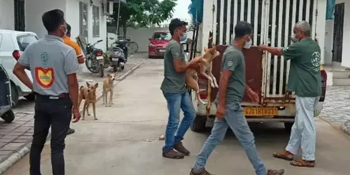 Humane Society International/India’s new survey shows 80% street dogs sterilized in Vadodara