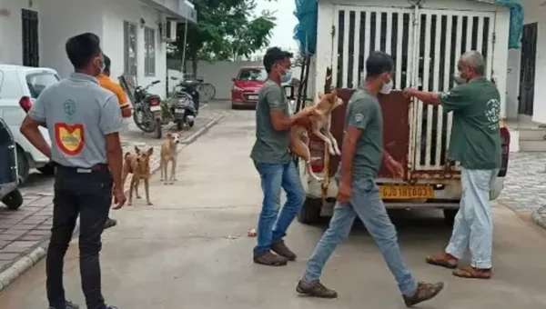 Humane Society International/India’s new survey shows 80% street dogs sterilized in Vadodara