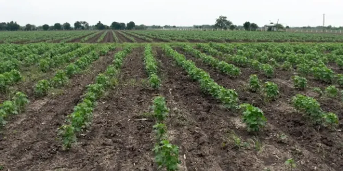 12 types of crops including cereals, pulses, oilseeds and cotton were planted in 1,32,287 hectares of land