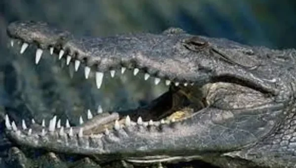 Six and half foot crocodile rescued from Navagadh mohalla in Salatwada area of Vadodara city