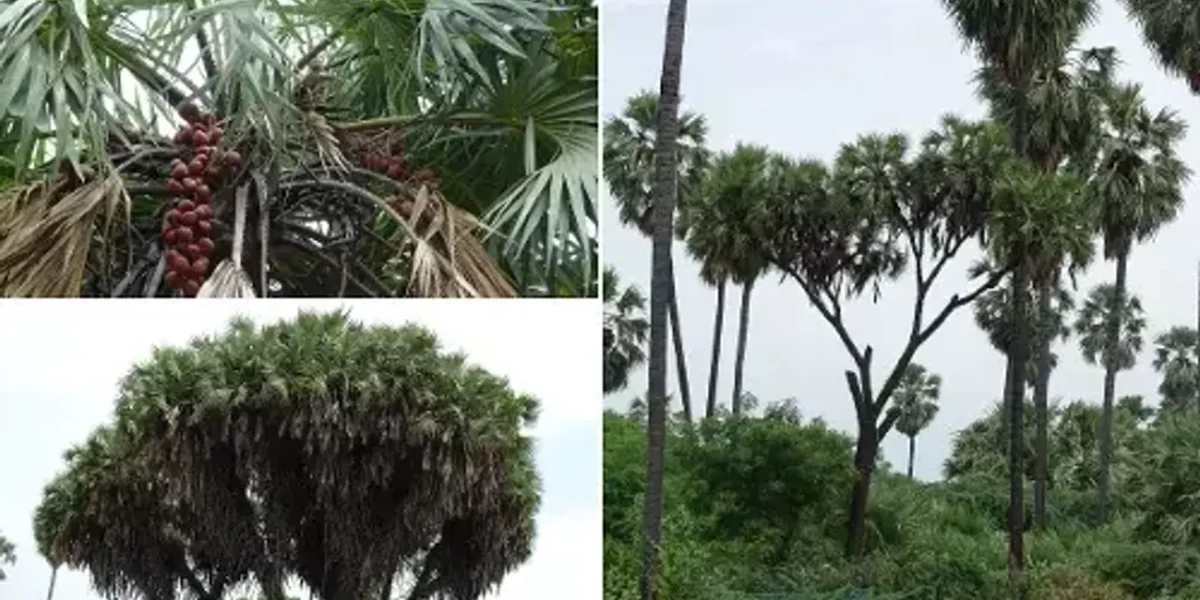 Vadodara social forestry department hopeful endeavor to increase the number of Ravantad trees