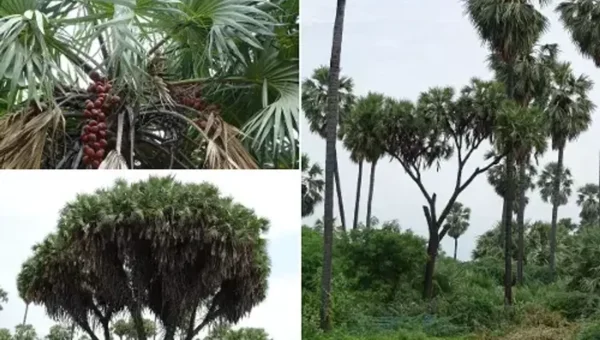 Vadodara social forestry department hopeful endeavor to increase the number of Ravantad trees