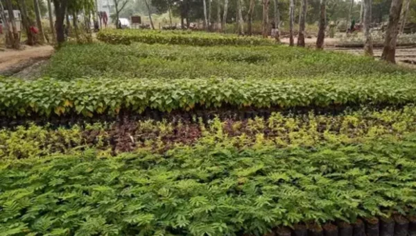 Social Forestry Department has raised millions of seedlings in 131 breeding centers in Vadodara and Chhotaudepur districts