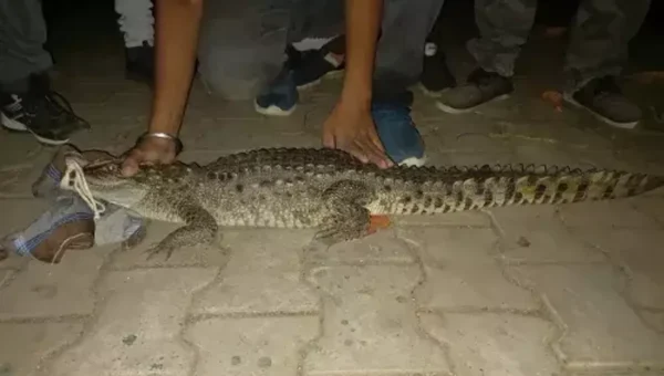 GSPCA and social forestry department caught one crocodile from residential area near Bill village