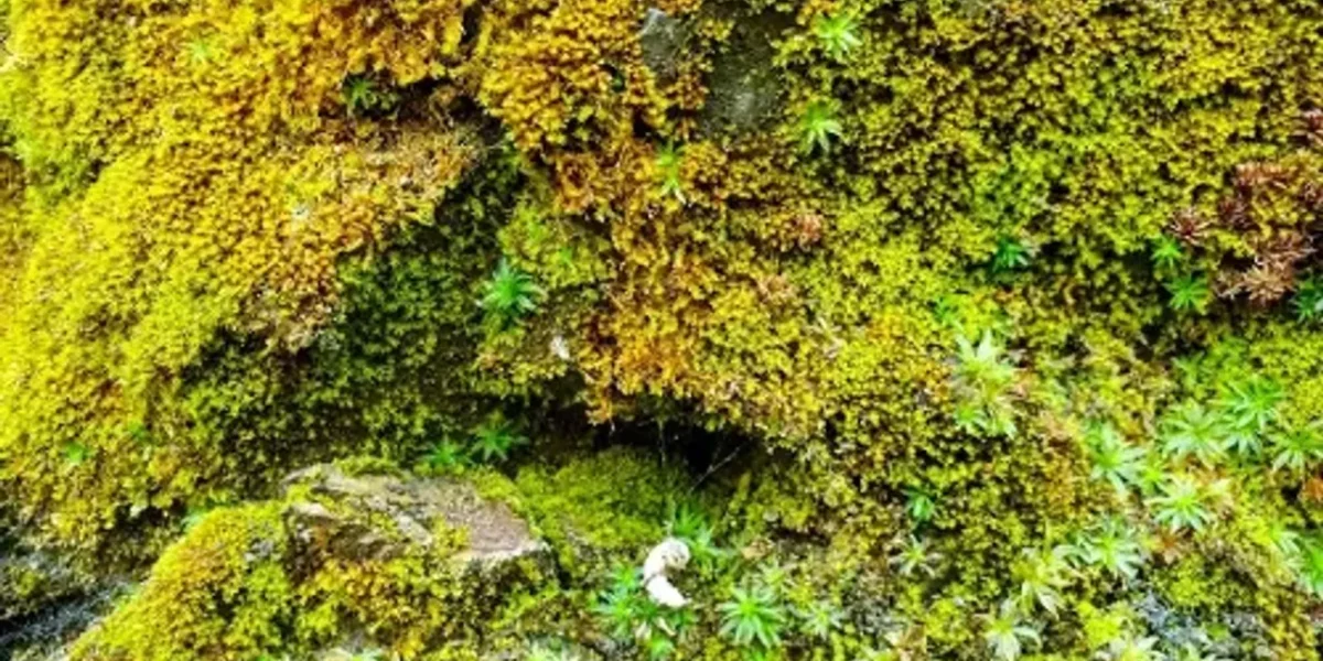 India’s first cryptogamic garden inaugurated in Dehradun