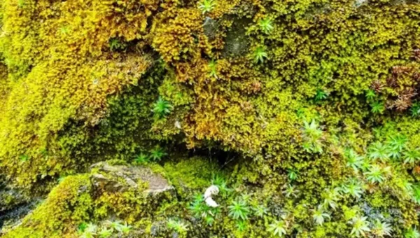 India’s first cryptogamic garden inaugurated in Dehradun