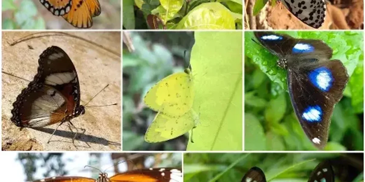 Vadodara Social forestry department behind Sayajibaug a home of colourful birds and butterflies