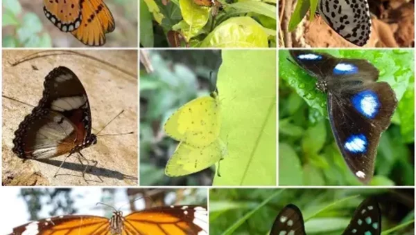 Vadodara Social forestry department behind Sayajibaug a home of colourful birds and butterflies