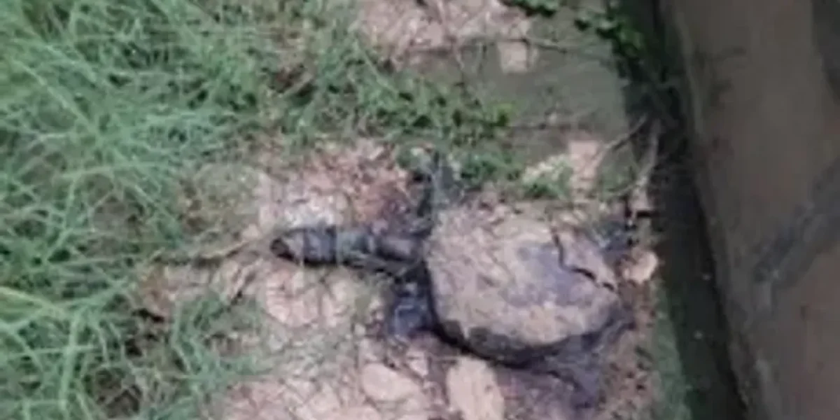 Turtles continues to die in popular Sursagar lake in Vadodara