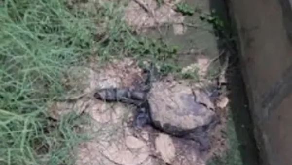 Turtles continues to die in popular Sursagar lake in Vadodara