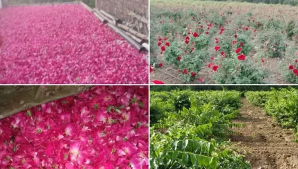 Farmers of Vadodara district are re-adopting the cultivation of Kashmiri roses along with native ones