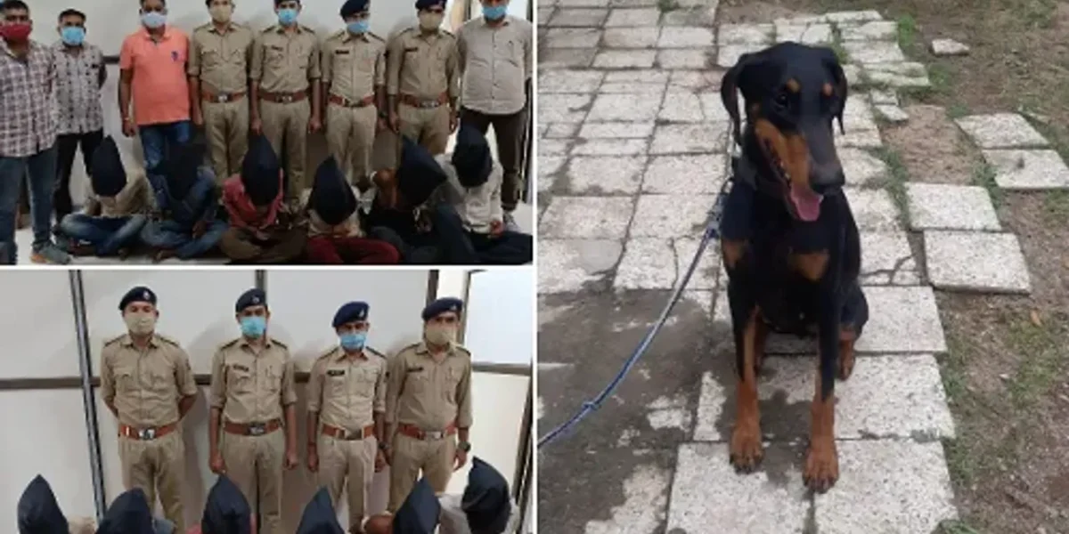 Important contribution by Vadodara police Dog named Java in detection of Karjan gang rape and murder