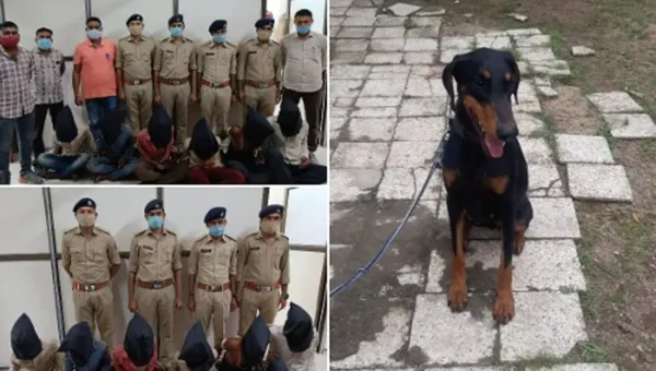 Important contribution by Vadodara police Dog named Java in detection of Karjan gang rape and murder
