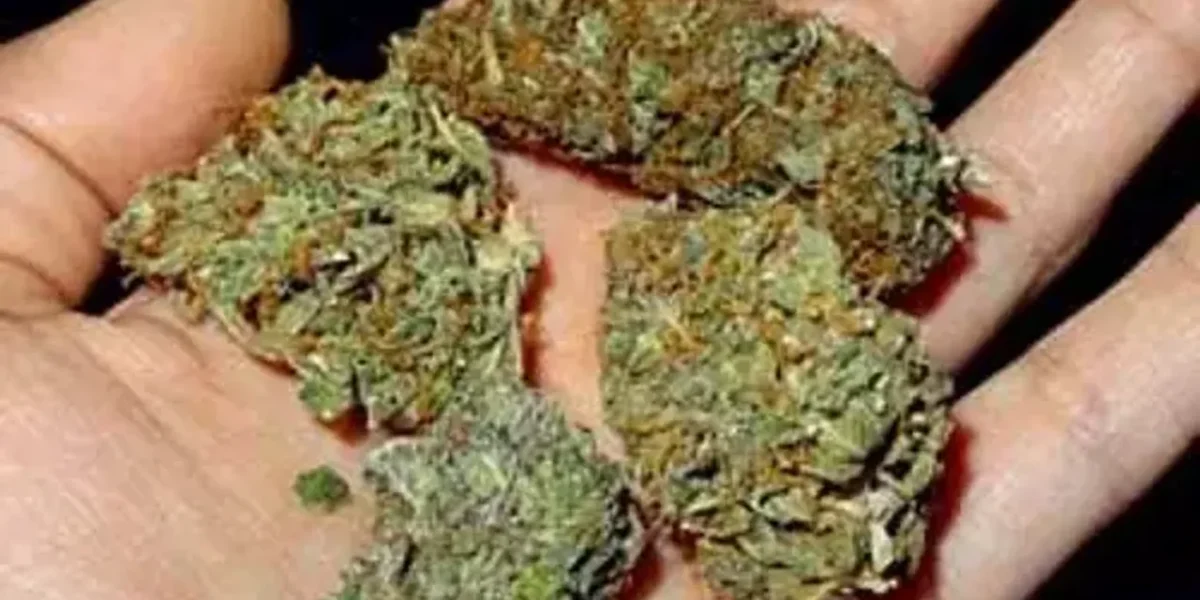 BSF caught smuggling bid along India-Bangladesh border, seizes 25 kg cannabis