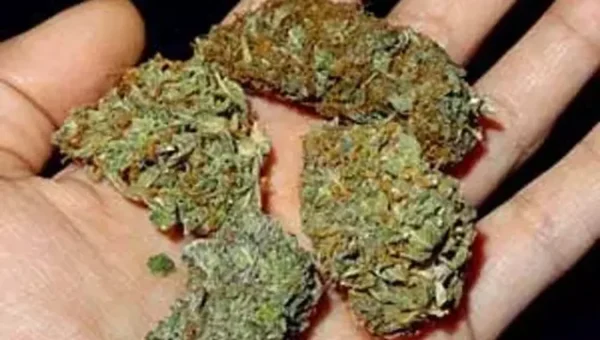 BSF caught smuggling bid along India-Bangladesh border, seizes 25 kg cannabis
