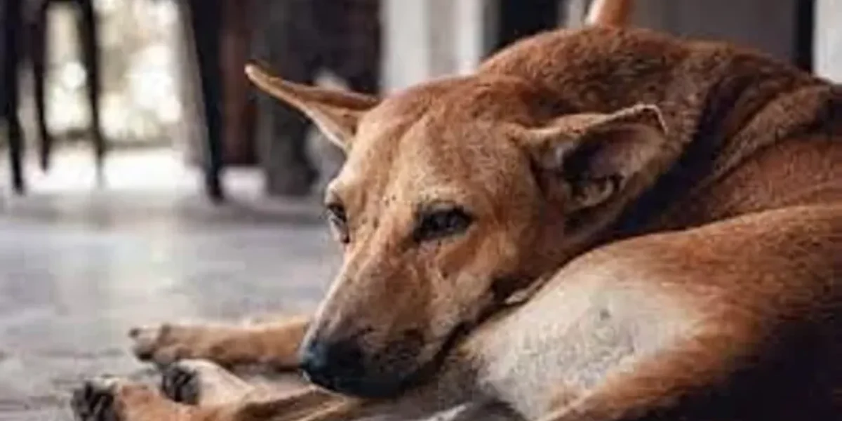 Andhra Pradesh: Almost 300 stray dogs killed with poisonous injections in West Godavari