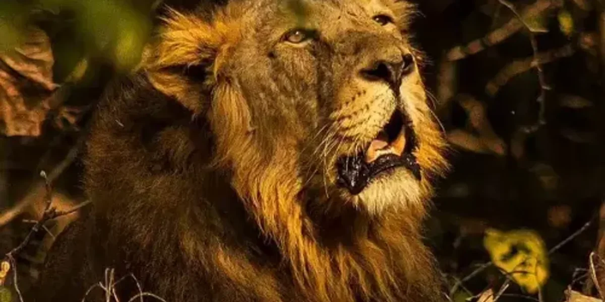 World Lion Day 2021: History and significance of this day