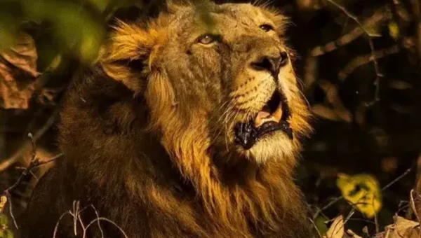 World Lion Day 2021: History and significance of this day
