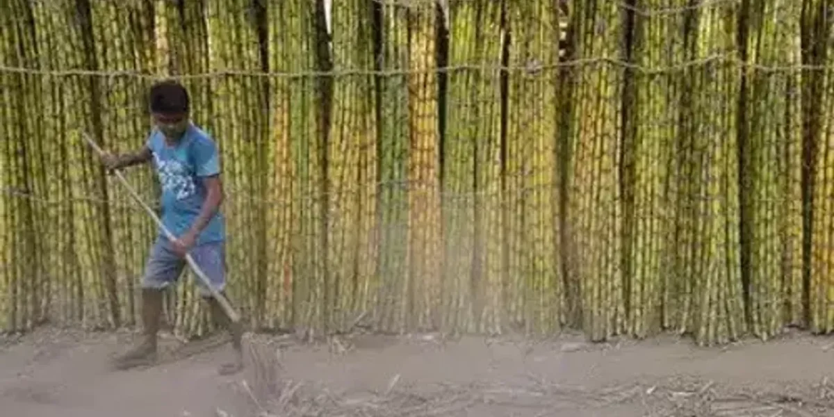 Cabinet approves highest ever Fair and Remunerative Price of Rs 290 per quintal for Sugarcane