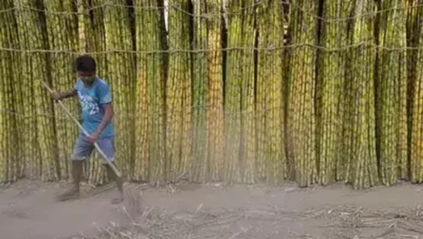 Cabinet approves highest ever Fair and Remunerative Price of Rs 290 per quintal for Sugarcane