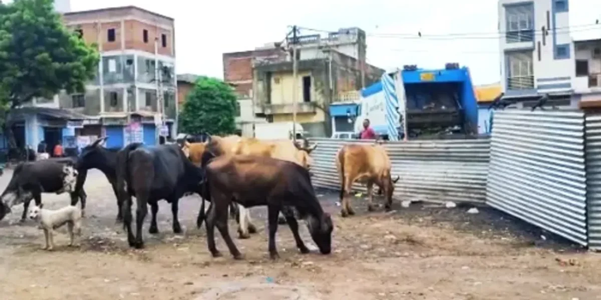 VMSS made seating arrangement for stray animals to control the cattle menance