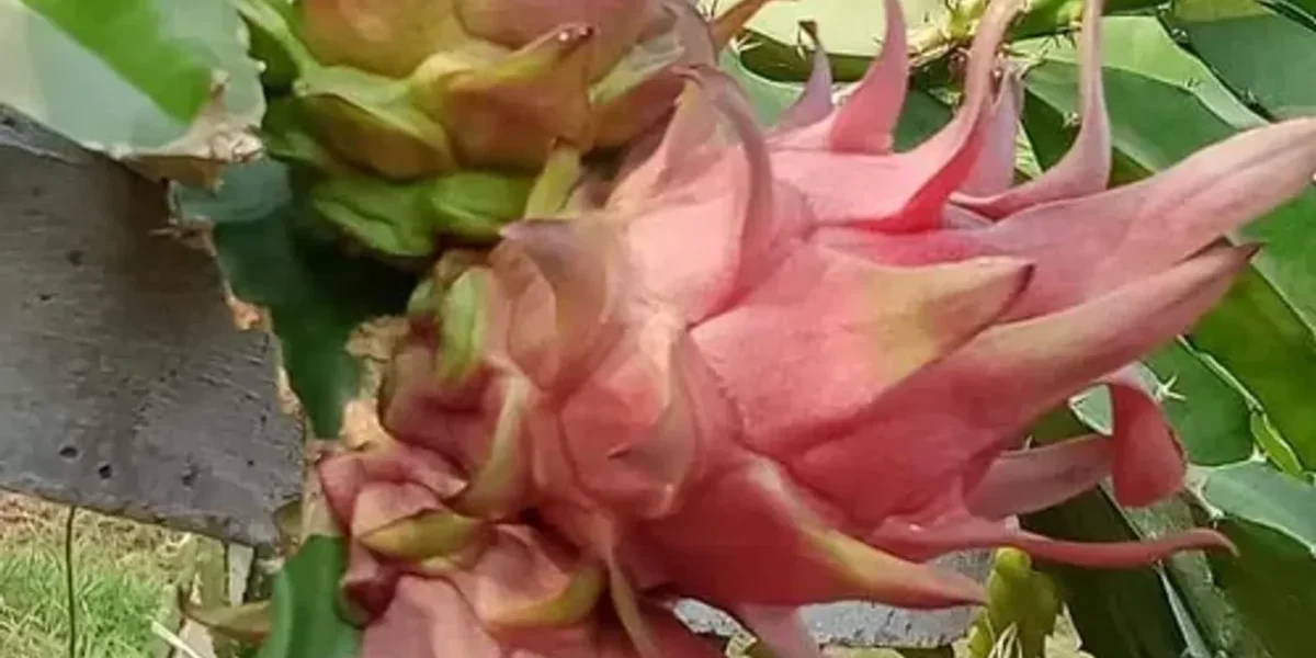 Slow and firm cultivation of attractive, delicious and full of nutrition lotus fruit in Vadodara district