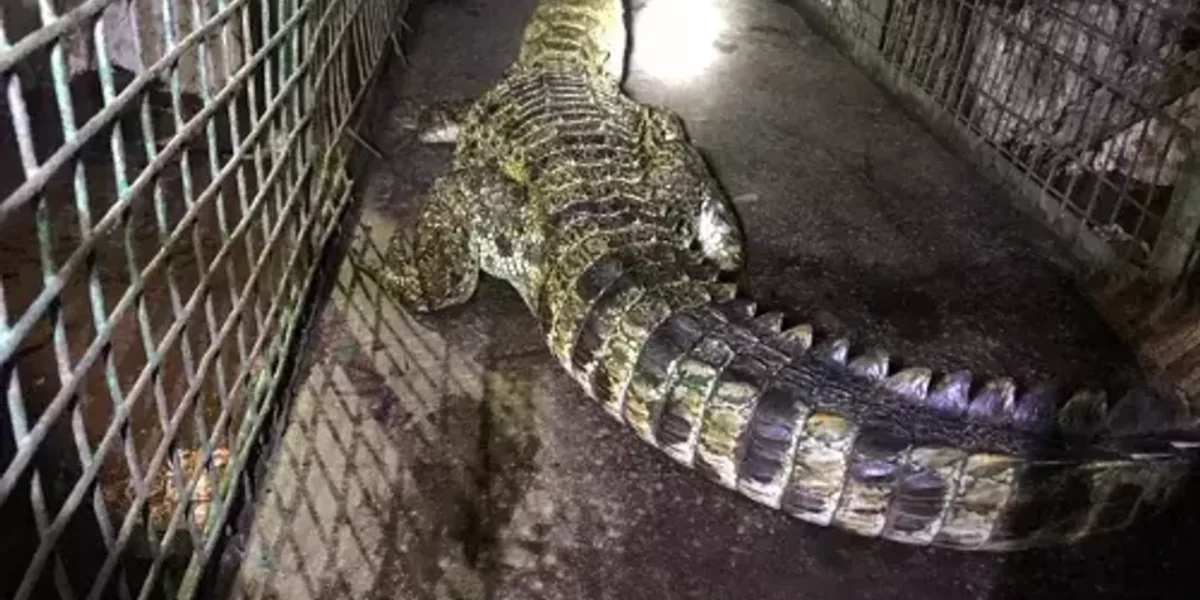 Four feet crocodile caught from artificial lake at Navlakhi ground in Vadodara