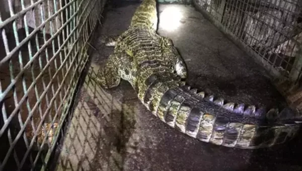 Four feet crocodile caught from artificial lake at Navlakhi ground in Vadodara